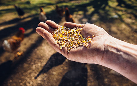 Compressori per rinfuse secche e soffiatori per mangimi